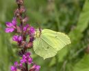 Brimstone_Butterfly